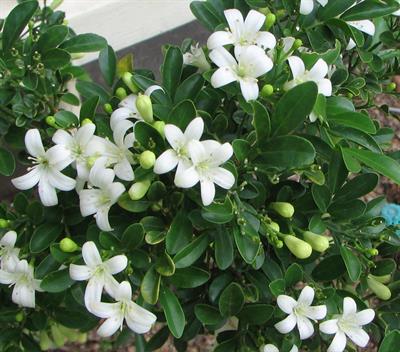 Murraya paniculata